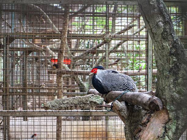 istock beautiful silver pheasant bird in the zoo 2210678935