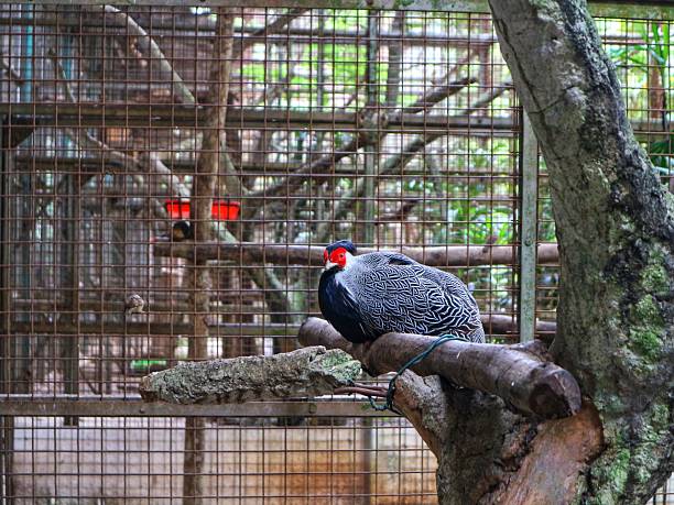 istock beautiful silver pheasant bird in the zoo 2210678937