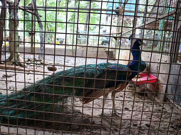 istock peacock is very beautiful in the zoo 2210678985
