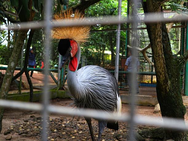 A bird zoo, also called a bird park or aviary, is a type of zoo or sanctuary that focuses specifically on birds. It’s a place where many different species of birds are kept, displayed, and often bred for conservation, education, and public enjoyment