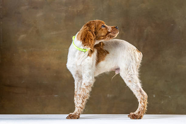 Red and white Brittany Spaniel captured in forest with golden sunlight. Dog looking forward with focused gaze, detailed fur and ears visible against blurred trees, ideal for outdoor pet themes.