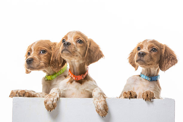 istock Brittany spaniel puppy on a uniform background 2210680026
