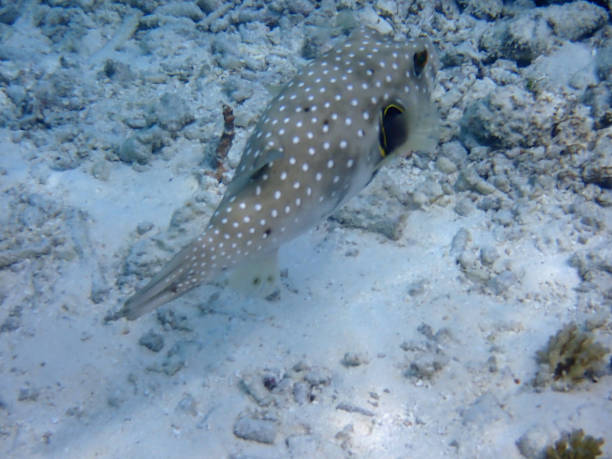 istock coral reef snorkeling 2210680207