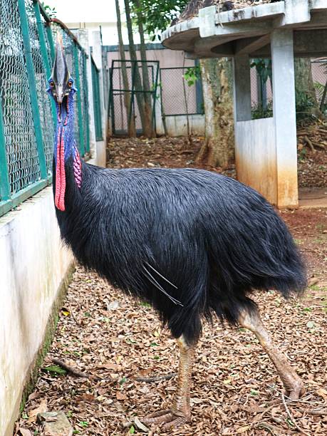 istock beautiful cassowary bird in the zoo 2210680311