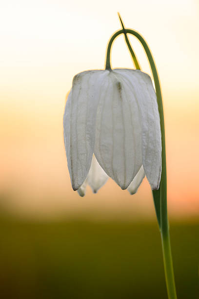 White Snake's Head Fritillary (Fritillaria meleagris) in a meadow during a beautiful springtime day in the delta of the river Vecht in Overijssel, The Netherlands.