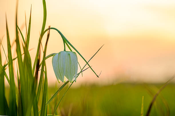 White Snake's Head Fritillary (Fritillaria meleagris) in a meadow during a beautiful springtime day in the delta of the river Vecht in Overijssel, The Netherlands.