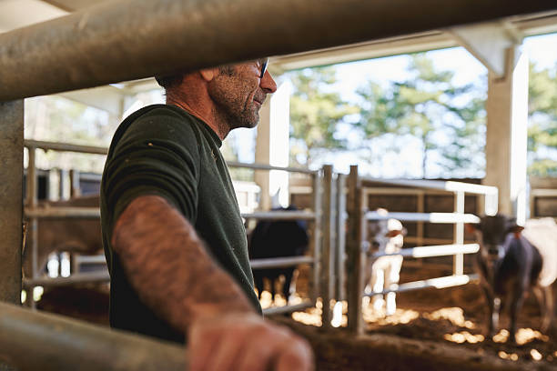 istock Farmer observing calves in barn, animal welfare concept 2210681684