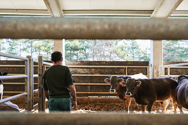 istock Farmer standing inside barn observing calves on livestock farm 2210681764