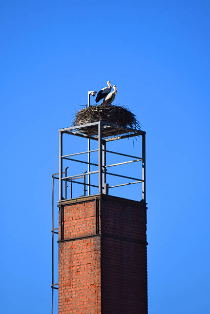 A pair of white storks in a nest on top of a tall pole.
