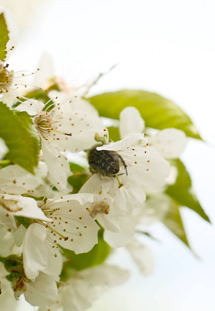 White Cherry Blossoms with Brown Beetle Pollinator Collecting Pollen