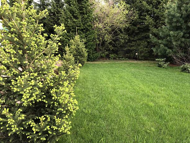 istock Lush green lawn with pine trees in a tranquil garden setting 2210684518