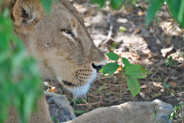 Chobe National Park, Botswana - April 12, 2025: A wild lion relaxing under trees in Chobe National Park