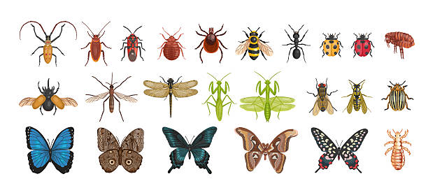 istock Set of realistic insects from above. Vector insects on a white background. Dragonfly, ant, fly, wasp, bee, mantis, butterflies, lice, flea, mosquito, tick. 2210687373