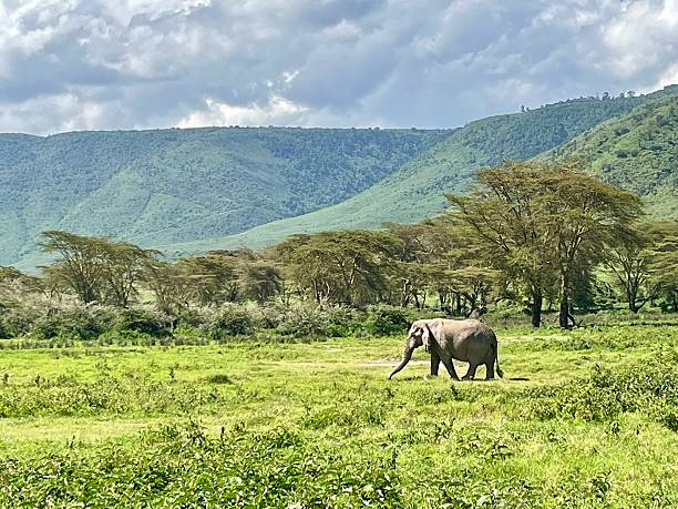 istock Tanzania - Ngorongoro crater - elephant 2210688848