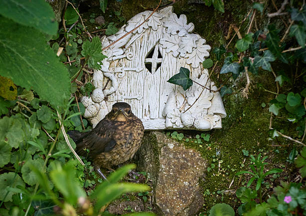 A young Fledgling Blackbird sits in a corner of the garden waiting for a parent bird to bring food.