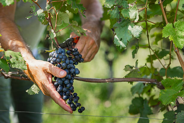 istock Examining Ripe Red Grapes in a Vineyard 2210690238