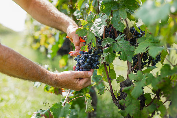 istock Examining Ripe Red Grapes in a Vineyard 2210690244