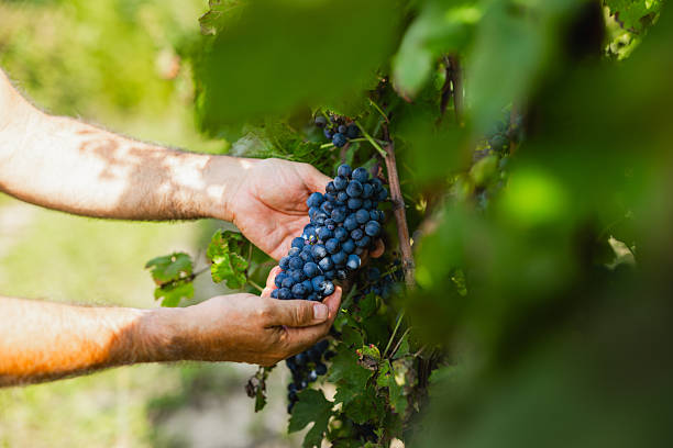 istock Examining Ripe Red Grapes in a Vineyard 2210690258