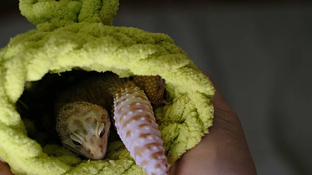 A leopard gecko peeks out of a cozy green fabric burrow, its relaxed demeanor on display. This captures the importance of creating safe and comforting environments for exotic animals.