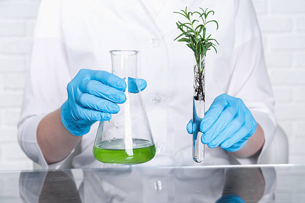 istock Laboratory testing. Scientist holding test tube with rosemary and flask of sample at table indoors, closeup 2210692907