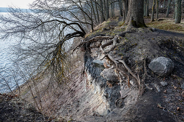 Uncovered root system of a tree in city of Lielvarde, Latvia. Large and long tree roots with a view of the Daugava and the park. The roots are intertwined and tangled.