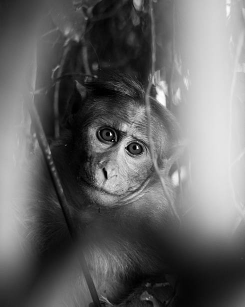 istock Expressive Monkey Portrait in Black and White 2210699976