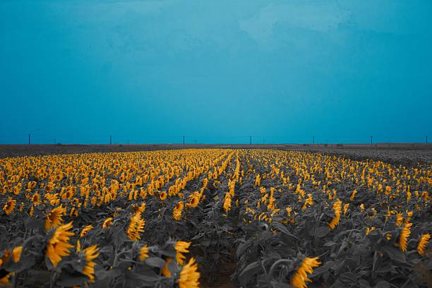 A vast field of vibrant sunflowers under a clear blue sky creates a striking natural landscape.