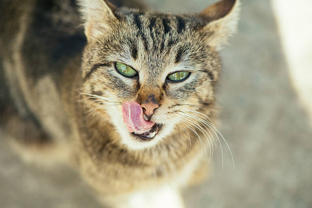 Cute cat outdoors in summer