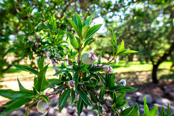 Close-up of ripening almond (Prunus dulcis) fruit growing in clusters in one tree in a central California orchard.