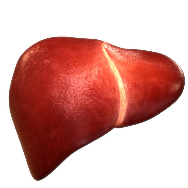 istock Human Internal Digestive Organ Liver Anatomy 2210702985