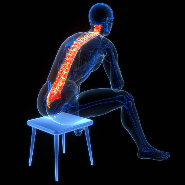 istock Spinal Cord Vertebral Column of Human Skeleton System Anatomy 2210702996