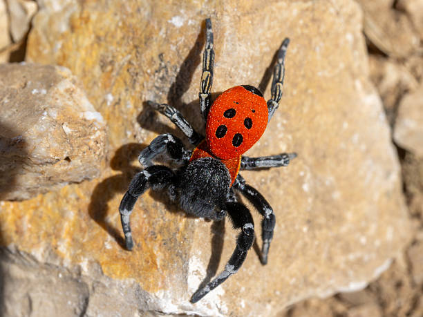 istock Rare red tube spider in Corfu 2210704505