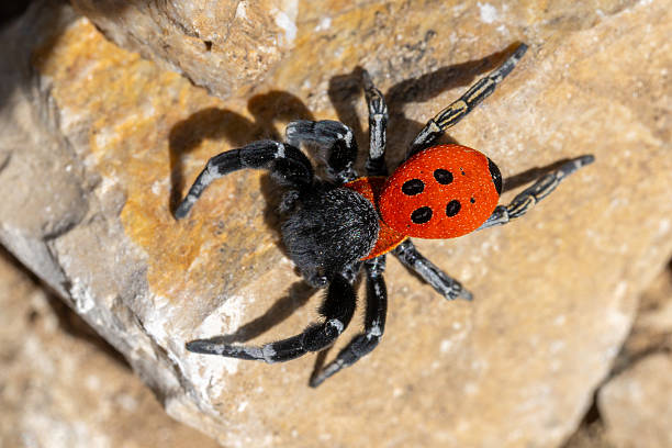 istock Rare red tube spider in Corfu 2210704553