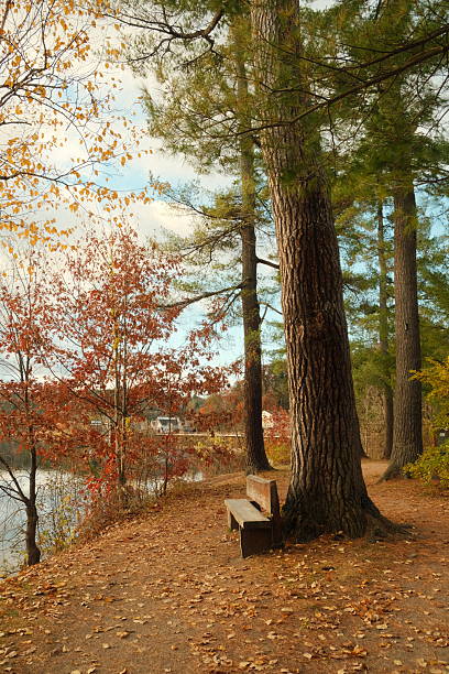istock Autumn's Quiet Watch: Lakeside Bench Under a Golden Canopy 2210705090