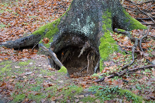 Den of a brown bear to hibernate. The animal dug a hole beneath a tree. The roots are keeping the dirt together that the den does not collapse. The area in front of a cave can be dangerous.