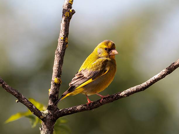 istock Greenfinch perched on a branch 2210707455