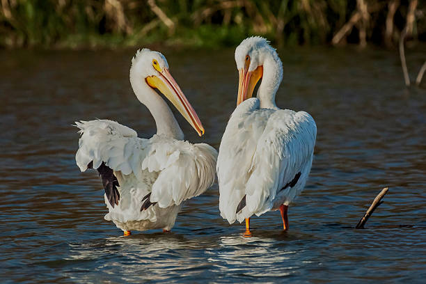 Two American white pelicans standing in shallow water