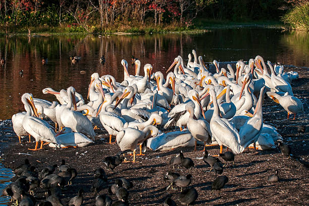 White pelican group standing at edge of lake