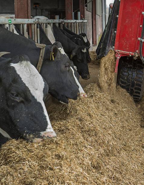 istock Cows at feeding gate at dairy farm in the Netherlands. 2210708019