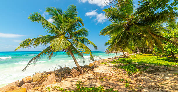 istock Tropical beach with palm trees and turquoise water 2210708048