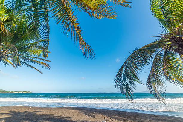 Palm trees and dark sand in a tropical beach. Guadeloupe, Caribbean sea