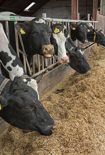 istock Cows at feeding gate at dairy farm in the Netherlands. 2210708146