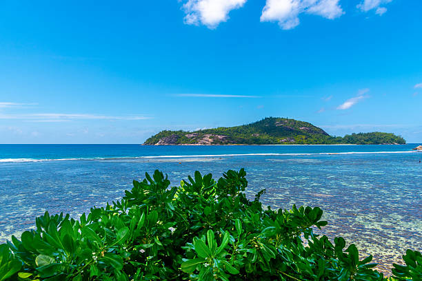 Coral reef in a tropical island on a sunny day