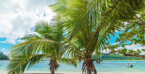 istock Palm trees and white sand by the sea in a tropical beach 2210708513