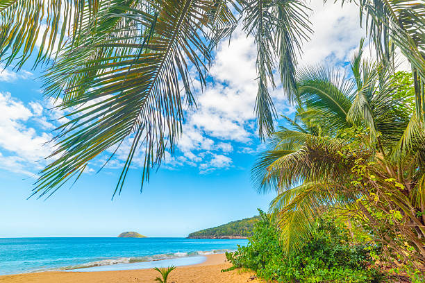 istock Palm trees and golden sand in a tropical beach 2210709116