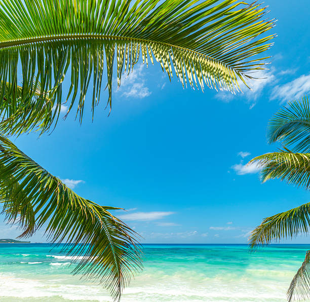 istock Palms by the turquoise water in a tropical beach 2210709258