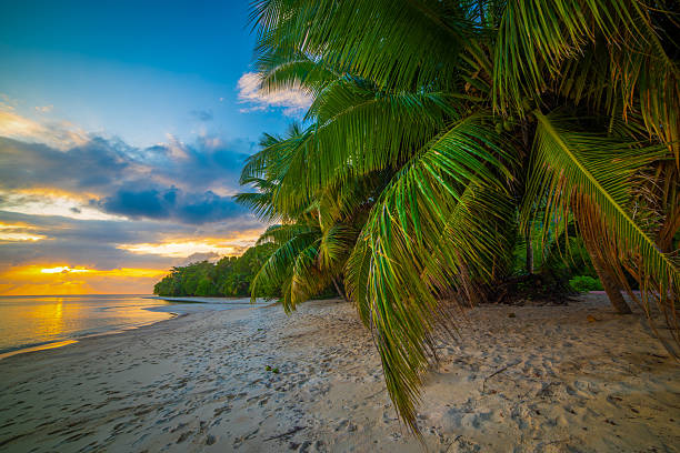 istock Palm trees in a tropical beach under a cloudy sky 2210709923