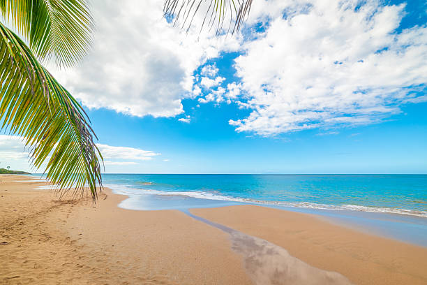 Palms, golden sand and blue sea in a tropical beach. Guadeloupe, Caribbean sea