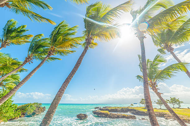 istock Palm trees and turquoise water in a tropical beach under a shining sun 2210710215