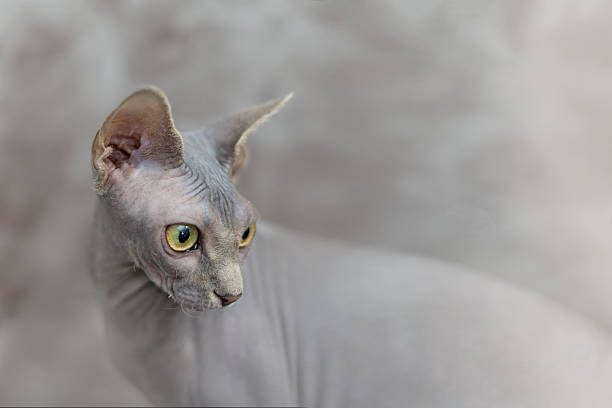Cute black and pink sphinx kittens looking with interest on gray background